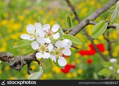 Flowering of apple trees. Closeup white flowers of the apple tree.