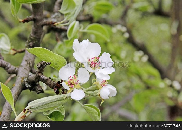 Flowering of apple trees. Closeup white flowers of the apple tree.. Apple Tree In Bloom In Spring