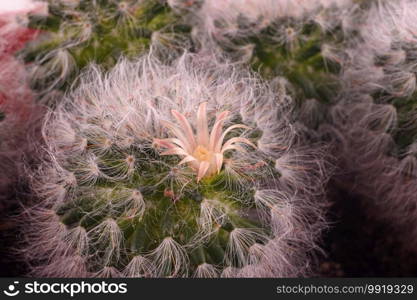 Flowering of the fluffy cactus Espostoa, close-up