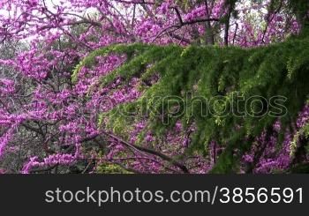 Flowering of Vorontsovsky park in Crimea.