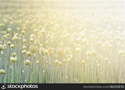 Flowering onion field in thailand with flare light