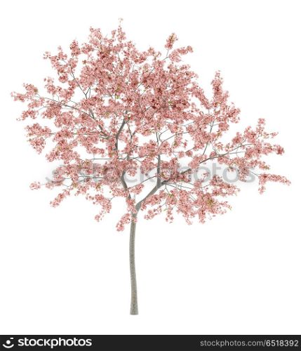 flowering peach tree isolated on white background. 3d illustration. flowering peach tree isolated on white background. 3d illustrati