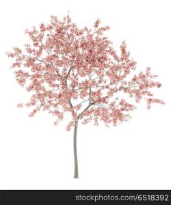 flowering peach tree isolated on white background. 3d illustration. flowering peach tree isolated on white background. 3d illustrati