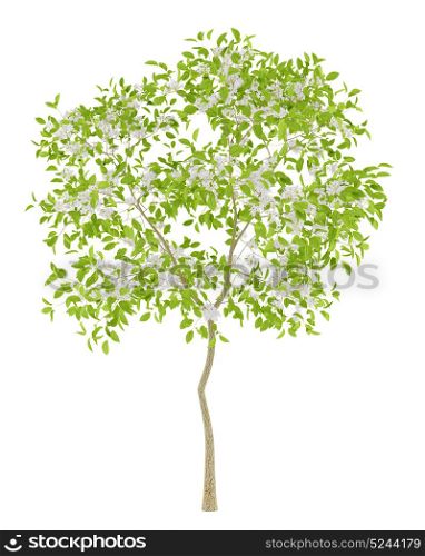flowering pear tree isolated on white background. 3d illustration