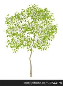 flowering pear tree isolated on white background. 3d illustration