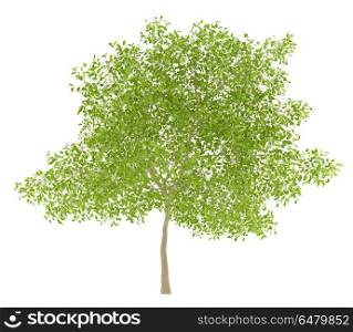 flowering pear tree isolated on white background. 3d illustration. flowering pear tree isolated on white background. 3d illustratio