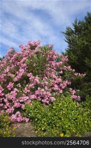 Flowering pink Oleander bush.