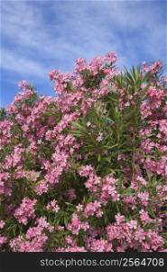 Flowering pink Oleander bush against blue sky.