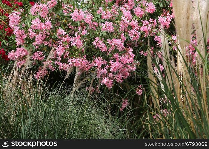 Flowering pink Oleander bush and tall grasses