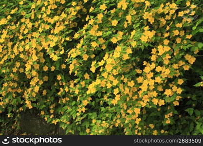 Flowering plant