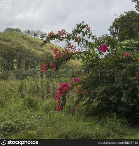 Flowering plant in bloom, Finca El Cisne, Honduras