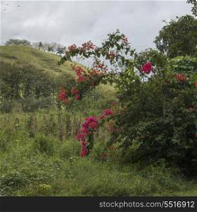 Flowering plant in bloom, Finca El Cisne, Honduras