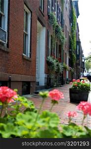 Flowering plants in front of a building, Boston, Massachusetts, USA