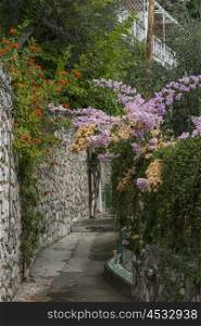 Flowering plants on wall by pathway, Positano, Amalfi Coast, Salerno, Campania, Italy
