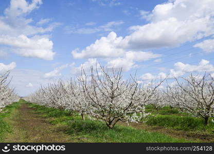 Flowering plum garden. Farm garden in spring.. Flowering plum garden