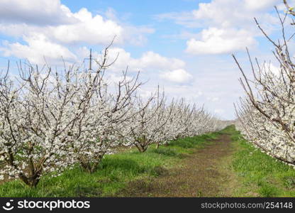 Flowering plum garden. Farm garden in spring.. Flowering plum garden