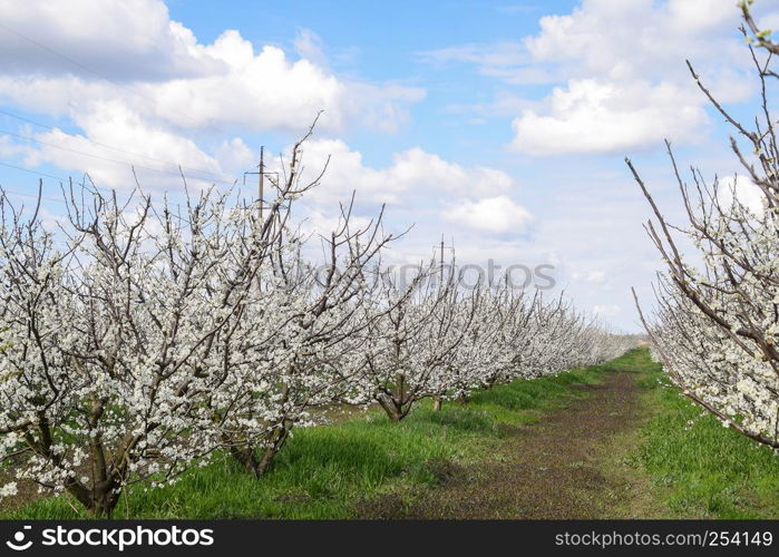 Flowering plum garden. Farm garden in spring.. Flowering plum garden