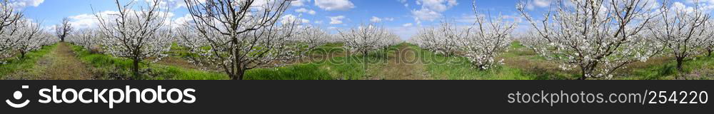 Flowering plum garden. Farm garden in spring.. Flowering plum garden