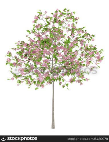 flowering plum tree isolated on white background. 3d illustration. flowering plum tree isolated on white background. 3d illustratio