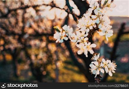 flowering plum trees in springtime
