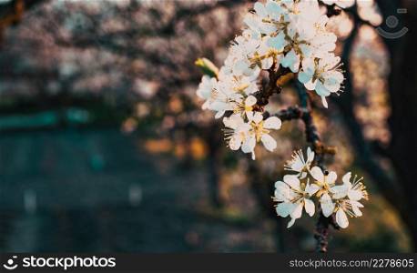 flowering plum trees in springtime
