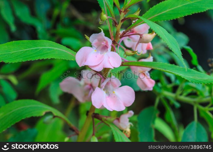 flowering Policeman&rsquo;s Helmet or Impatiens glandulifera plant