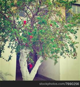 Flowering Pomegranate Tree on the Background of the House in Italian City of Cetara, Instagram Effect