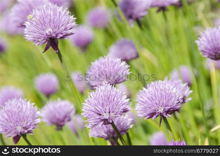 Flowering purple chive blossoms, Allium schoenoprasum a fresh herb