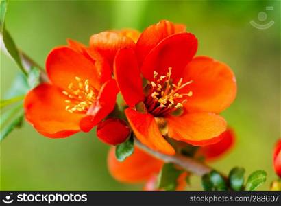 Flowering quince  Chaenomeles speciosa, Chinese or Japanese quince, zhou pi mugua 
