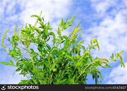 Flowering ragweed plant in closeup against blue sky, a common allergen