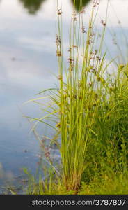 Flowering reed plants near a lake.