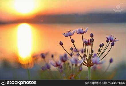 Flowering rush (Butomus umbellatus) at sunset
