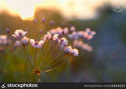 Flowering rush (Butomus umbellatus) at sunset