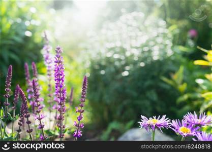 Flowering sage in the background of a summer garden, outdoor nature background