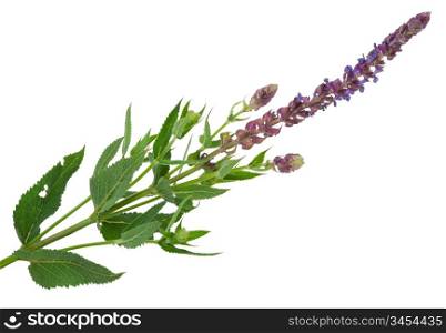 Flowering sage (Salvia officinalis)