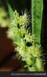 flowering Sansevieria trifasciata