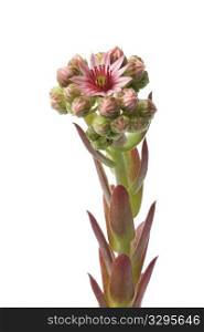 Flowering Sempervivum and buds on white background