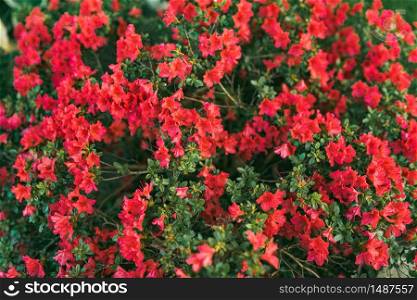 Flowering shrub of red flowers against breen background. Selective focus, soft floral background. Flowering shrub of red flowers against breen background