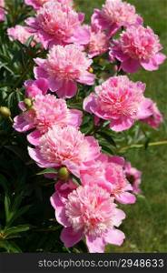 Flowering shrub pink peonies