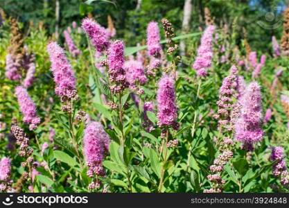 Flowering shrub with clusters of pink. Flowering shrub with clusters of pink Spiraea