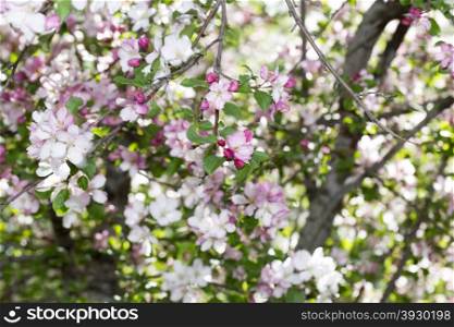 Flowering Siberian Apple-tree. Spring colorful amazing blooming Siberian Apple tree