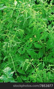 Flowering tomatoes growing in the garden