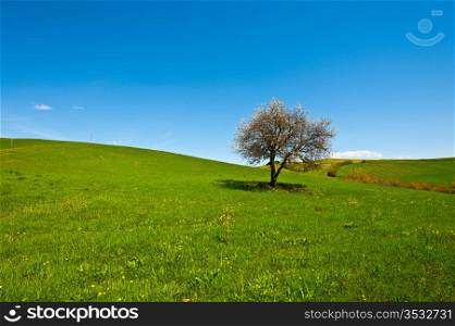 Flowering Tree and Farmhouse Surrounded by Sloping Meadows of Tuscany