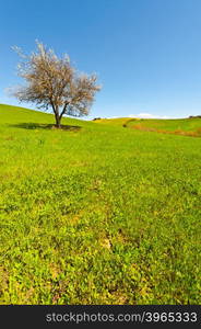 Flowering Tree and Farmhouse Surrounded by Sloping Meadows of Tuscany