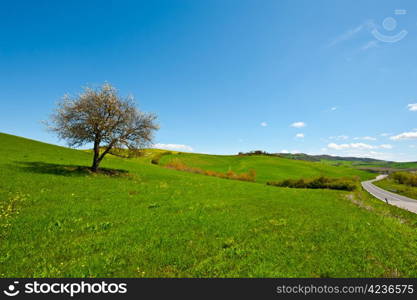 Flowering Tree and Farmhouse Surrounded by Sloping Meadows of Tuscany