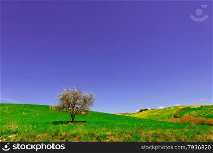 Flowering Tree and Farmhouse Surrounded by Sloping Meadows of Tuscany