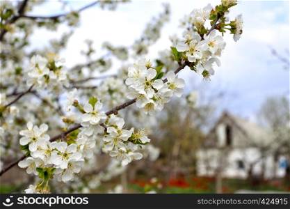 flowering tree apricot closeup and house in the background