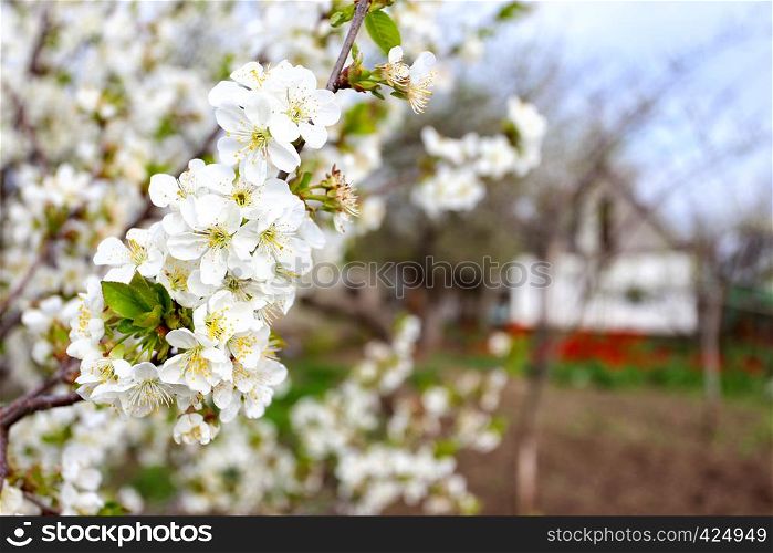 flowering tree apricot closeup and house in the background