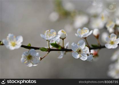 Flowering tree. Beautiful spring background with nature. Colorful flowers in spring time.  