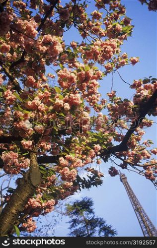 Flowering tree in front of a tower, Eiffel Tower, Paris, France